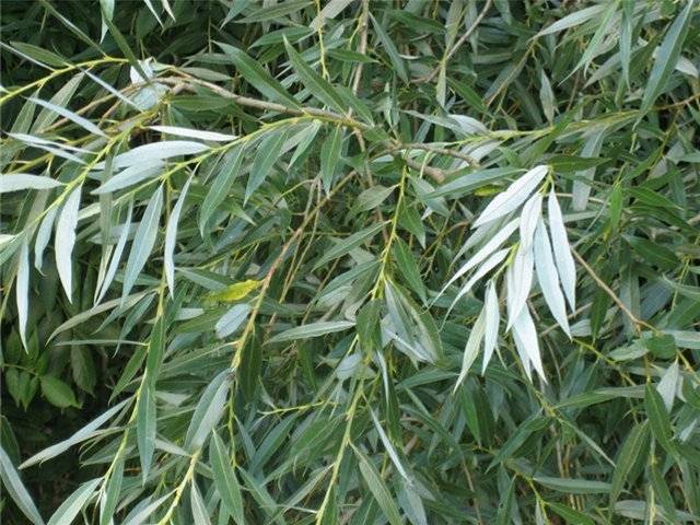 Gefermenteerde thee gemaakt van bladeren van tuin en wilde planten (masterclass)