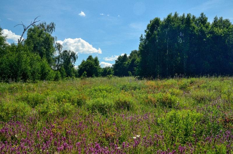 Fermentovaný čaj z listů zahrady a planě rostoucích rostlin (mistrovská třída)