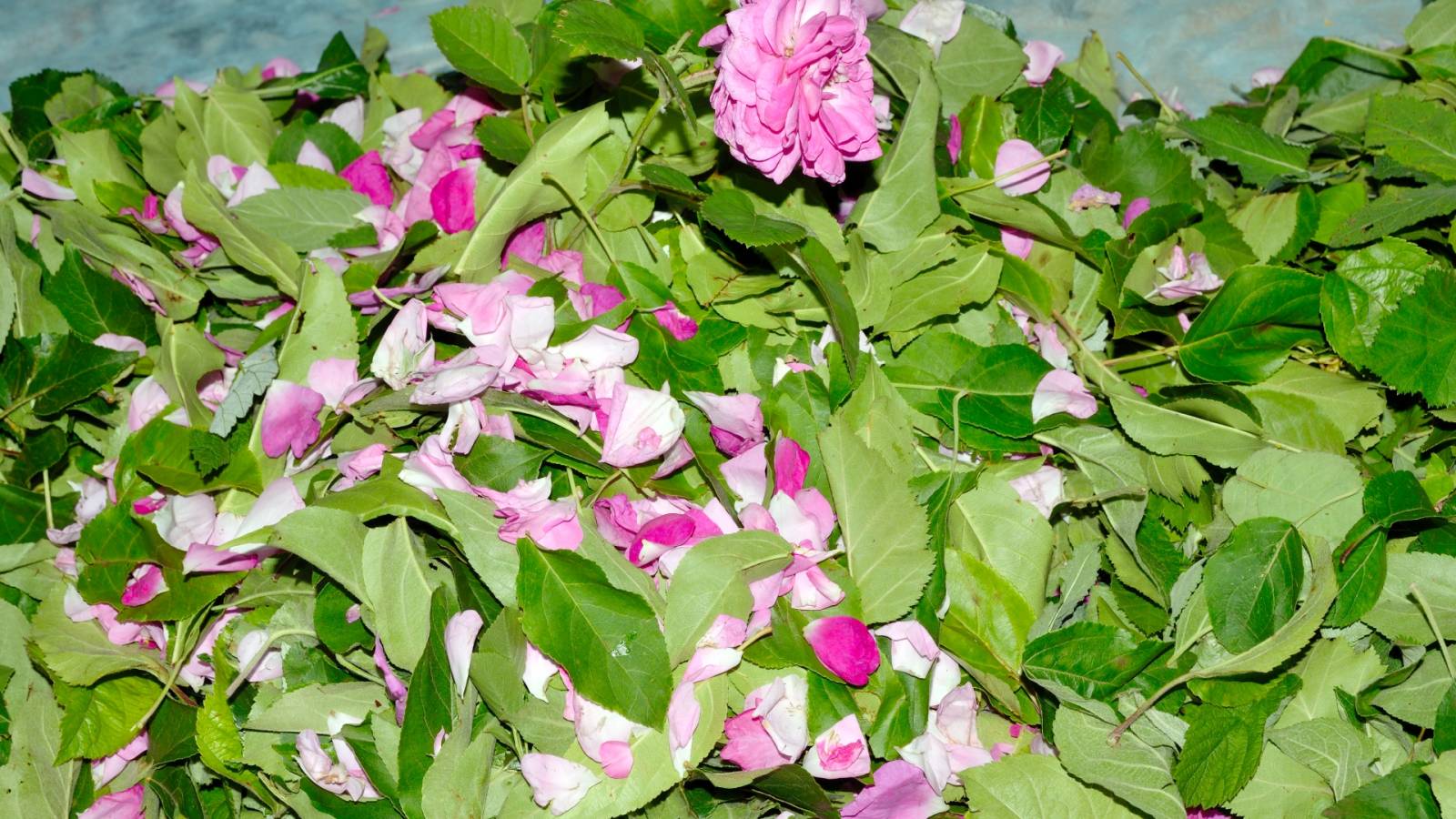 Fermented tea made from leaves of garden and wild plants (master class)