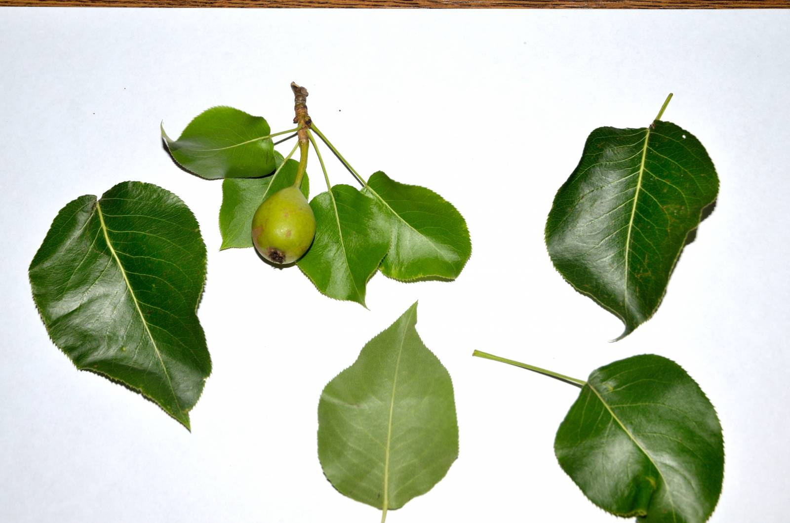 Fermented tea made from leaves of garden and wild plants (master class)