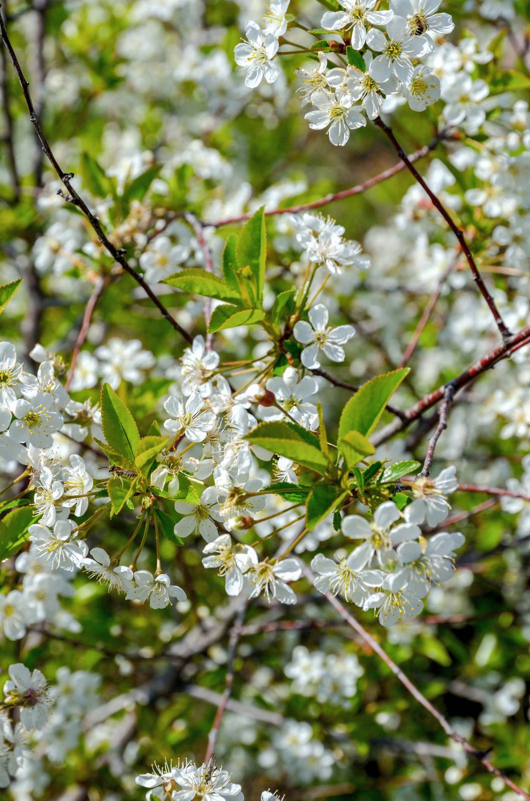 Tè fermentato a base di foglie di giardino e piante selvatiche (master class)