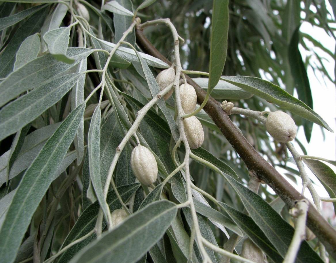 Tè fermentato a base di foglie di giardino e piante selvatiche (master class)