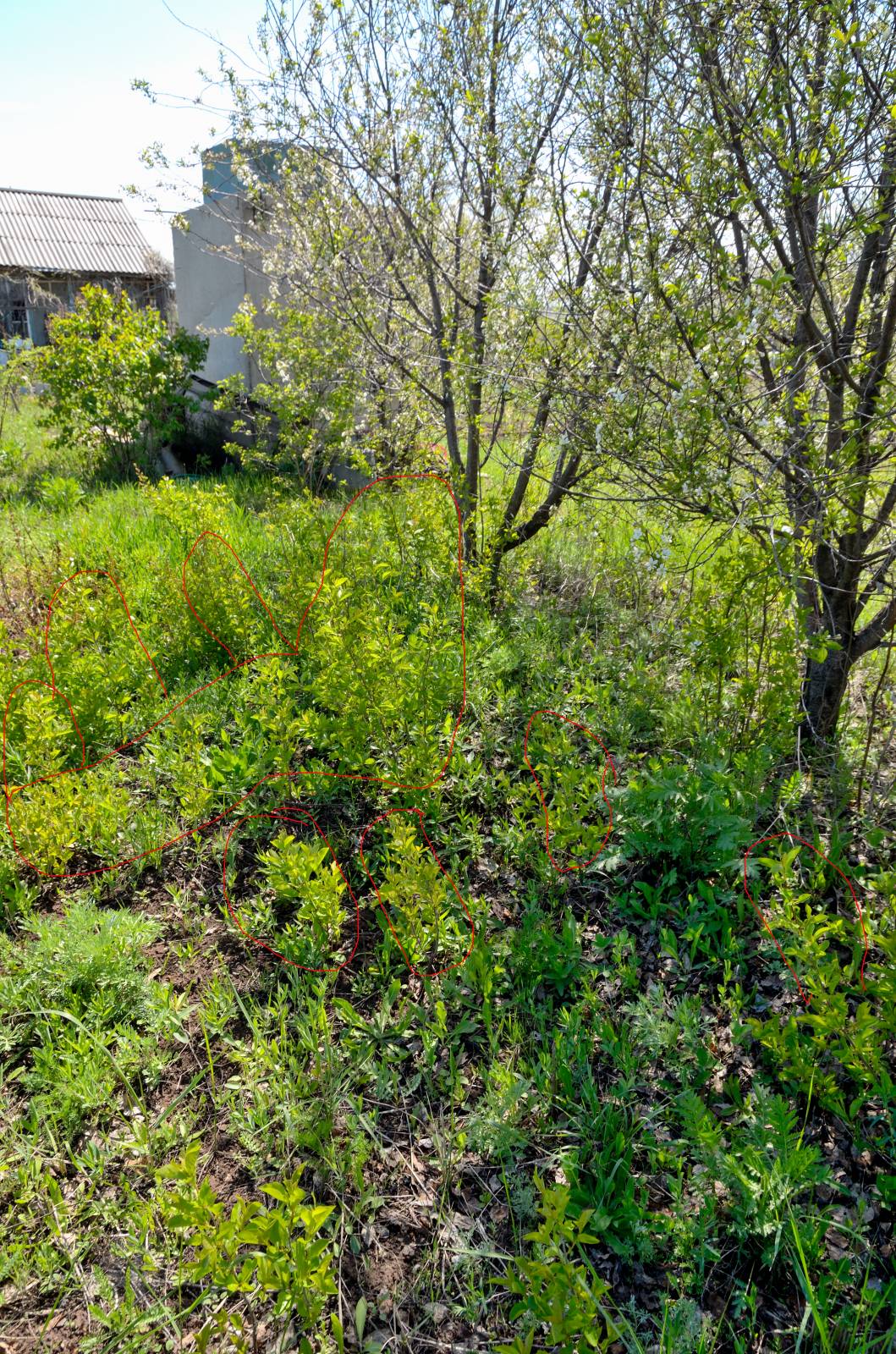 Gefermenteerde thee gemaakt van bladeren van tuin en wilde planten (masterclass)