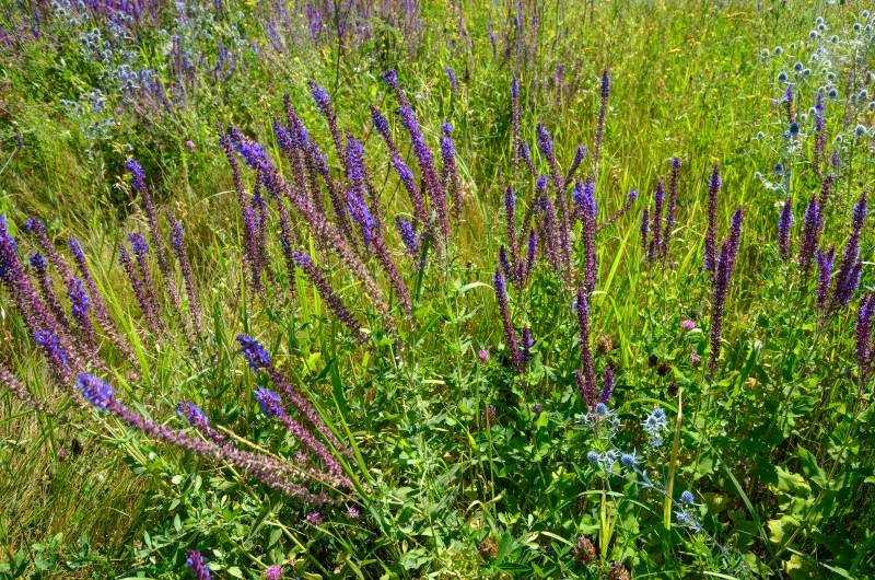 Gefermenteerde thee gemaakt van bladeren van tuin en wilde planten (masterclass)