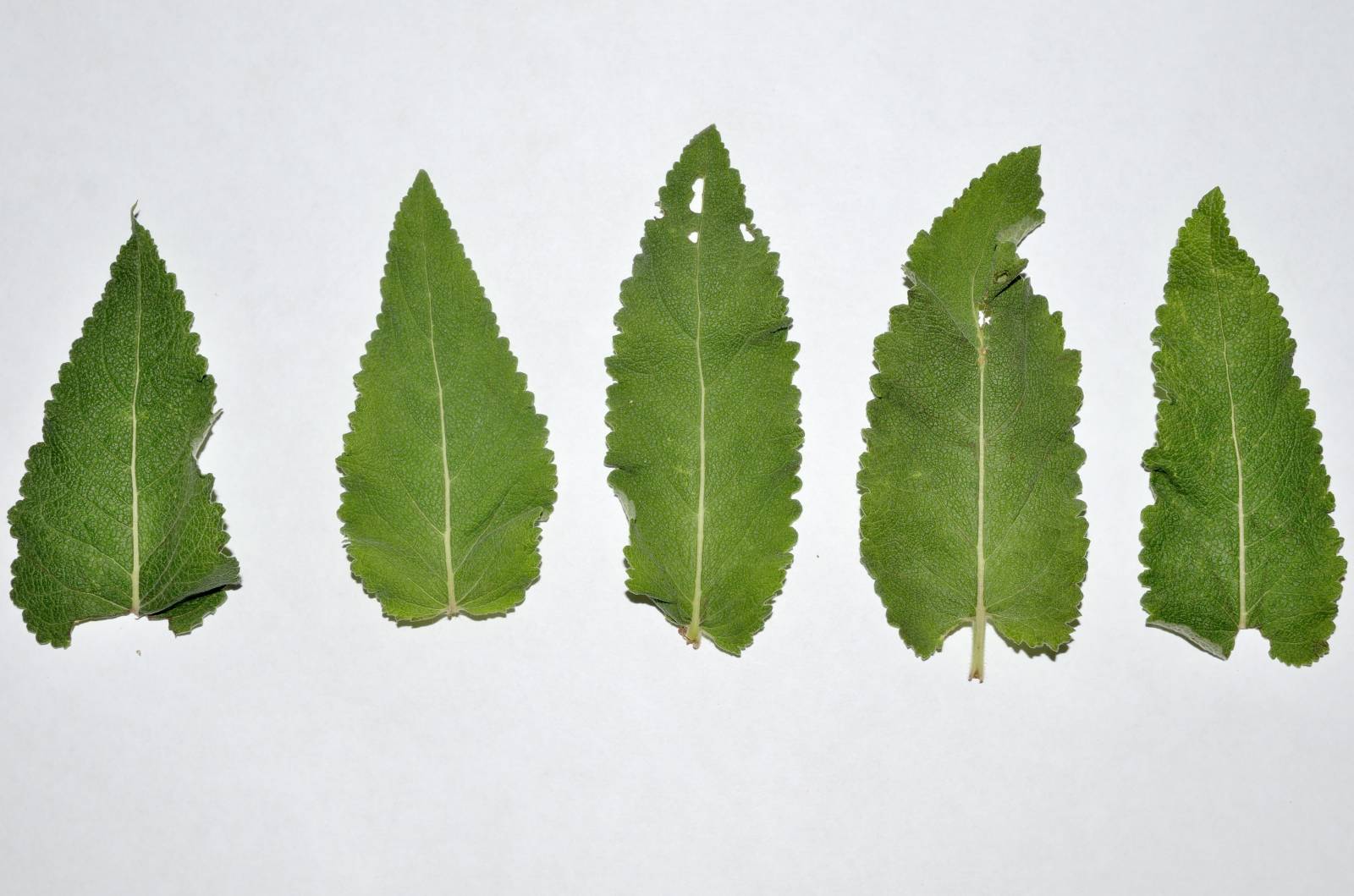 Gefermenteerde thee gemaakt van bladeren van tuin en wilde planten (masterclass)