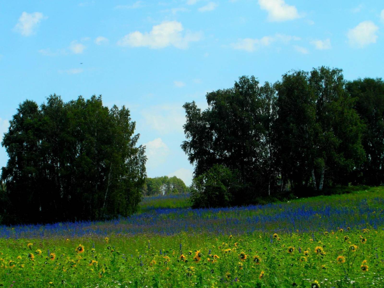 Gefermenteerde thee gemaakt van bladeren van tuin en wilde planten (masterclass)