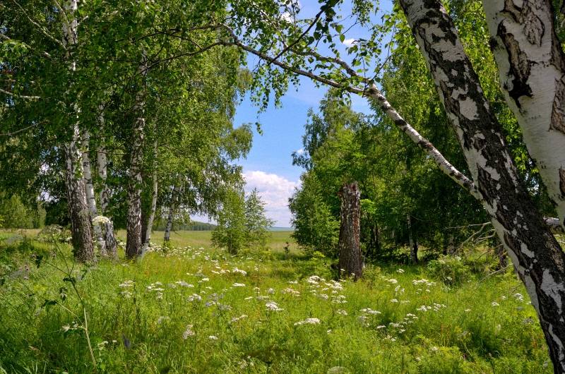 Gefermenteerde thee gemaakt van bladeren van tuin en wilde planten (masterclass)