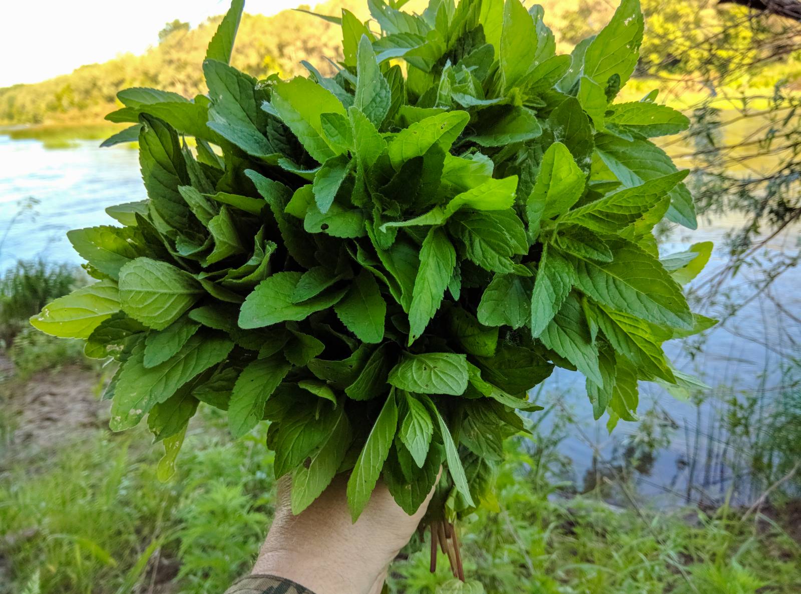 Miscela di tè fermentato Menta-Ontano Oasis