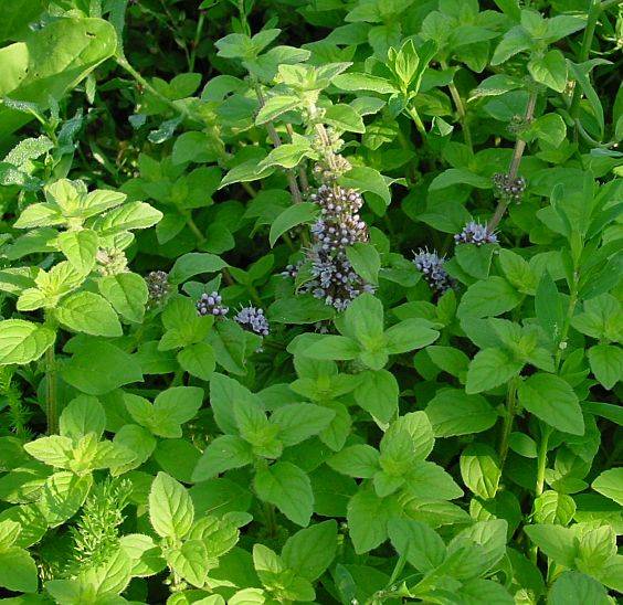 Miscela di tè fermentato Menta-Ontano Oasis