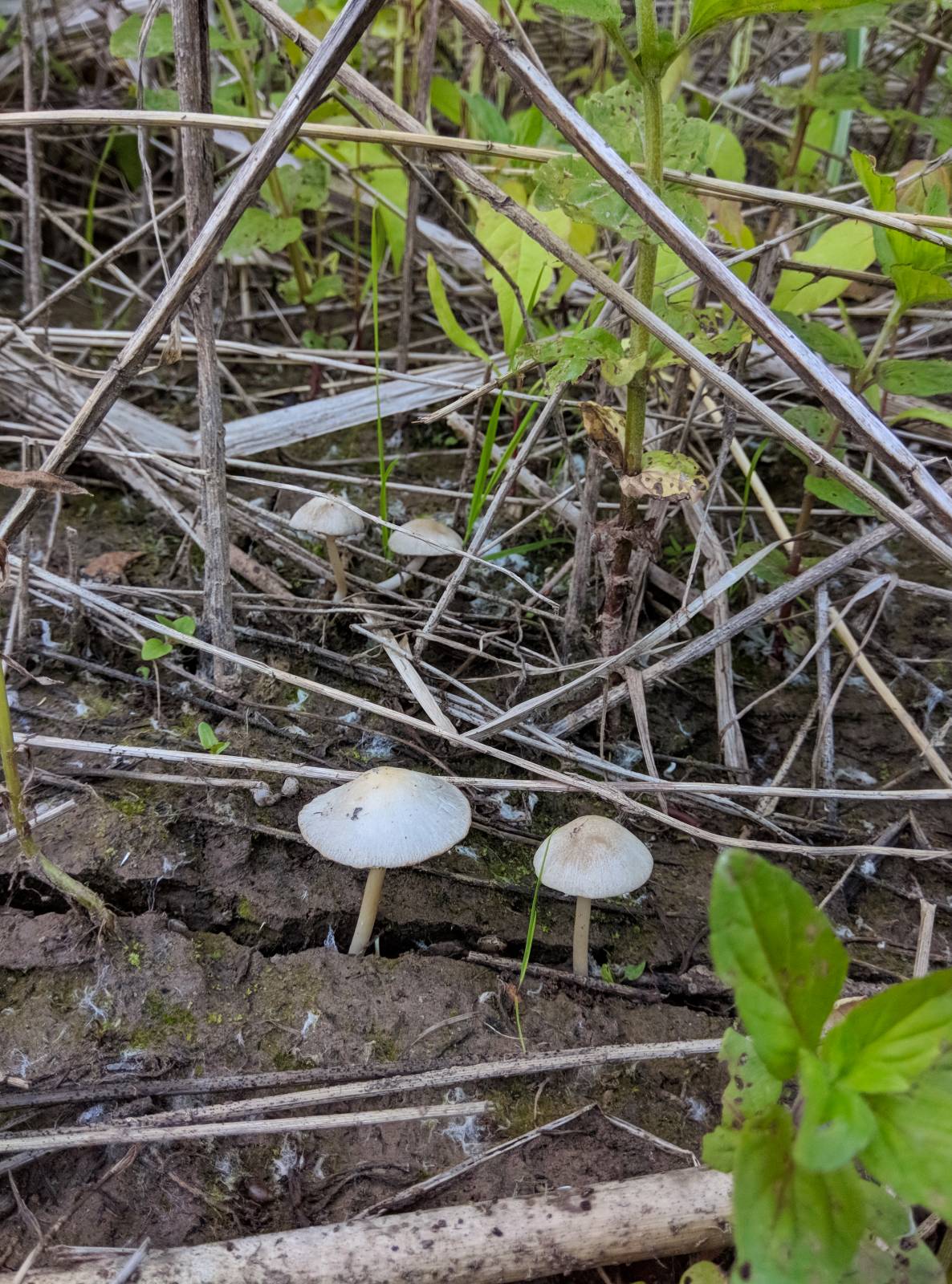 Tè fermentato a base di foglie di giardino e piante selvatiche (master class)