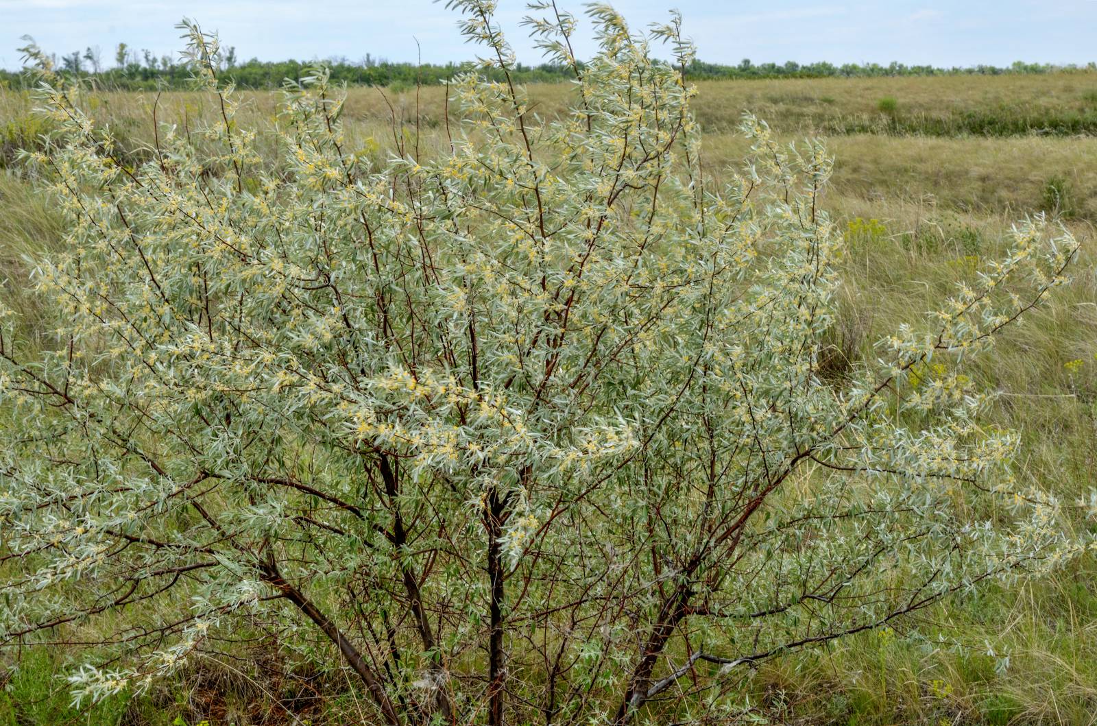 Tè fermentato a base di foglie di giardino e piante selvatiche (master class)