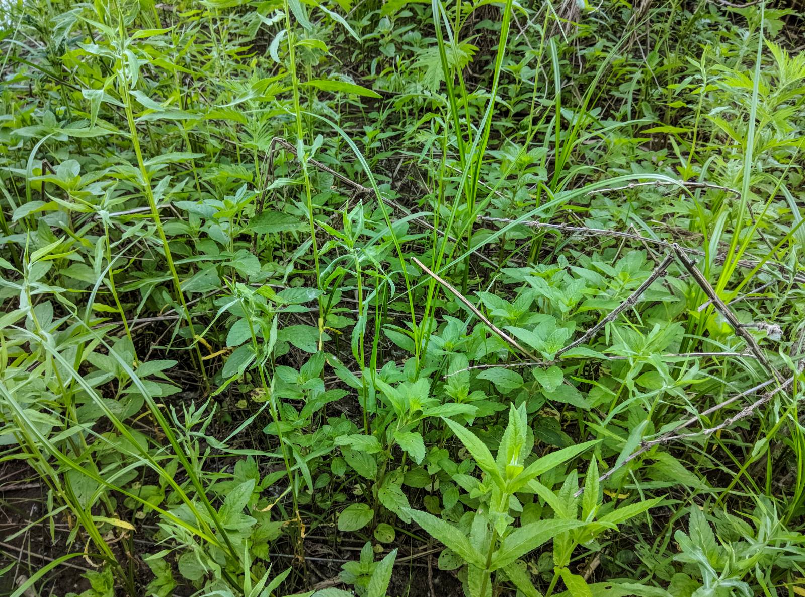 Gefermenteerde thee gemaakt van bladeren van tuin en wilde planten (masterclass)