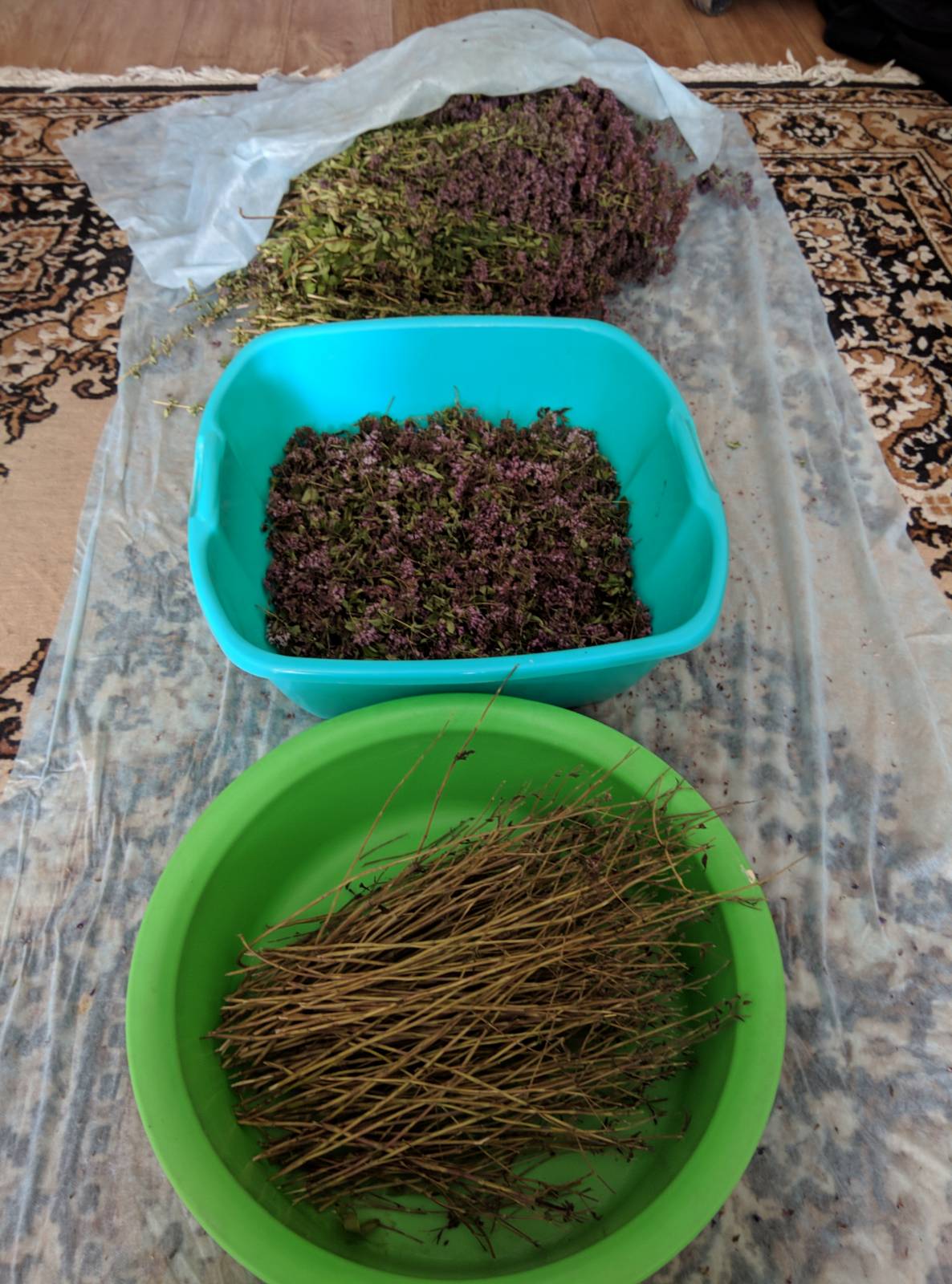 Fermented tea made from leaves of garden and wild plants (master class)