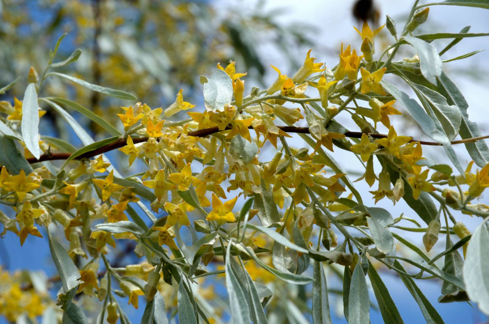 Miscela di tè fermentato Menta-Ontano Oasis