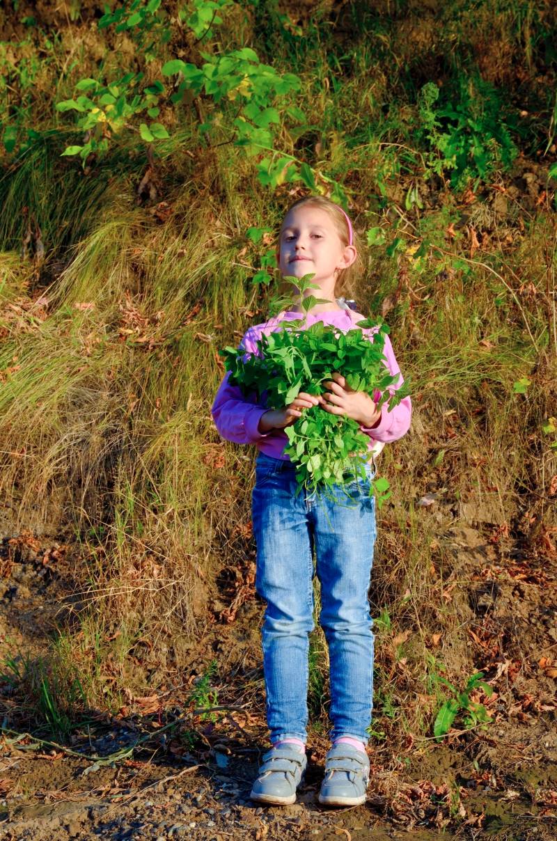 Gefermenteerde thee gemaakt van bladeren van tuin en wilde planten (masterclass)