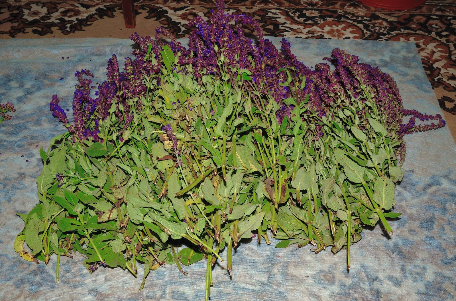 Té fermentado elaborado con hojas de jardín y plantas silvestres (clase magistral)