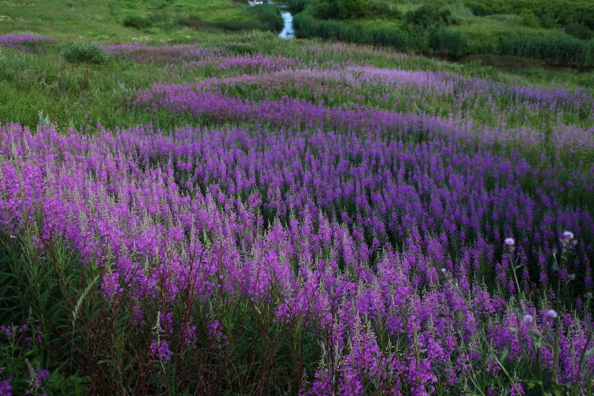 Gefermenteerde thee gemaakt van bladeren van tuin en wilde planten (masterclass)