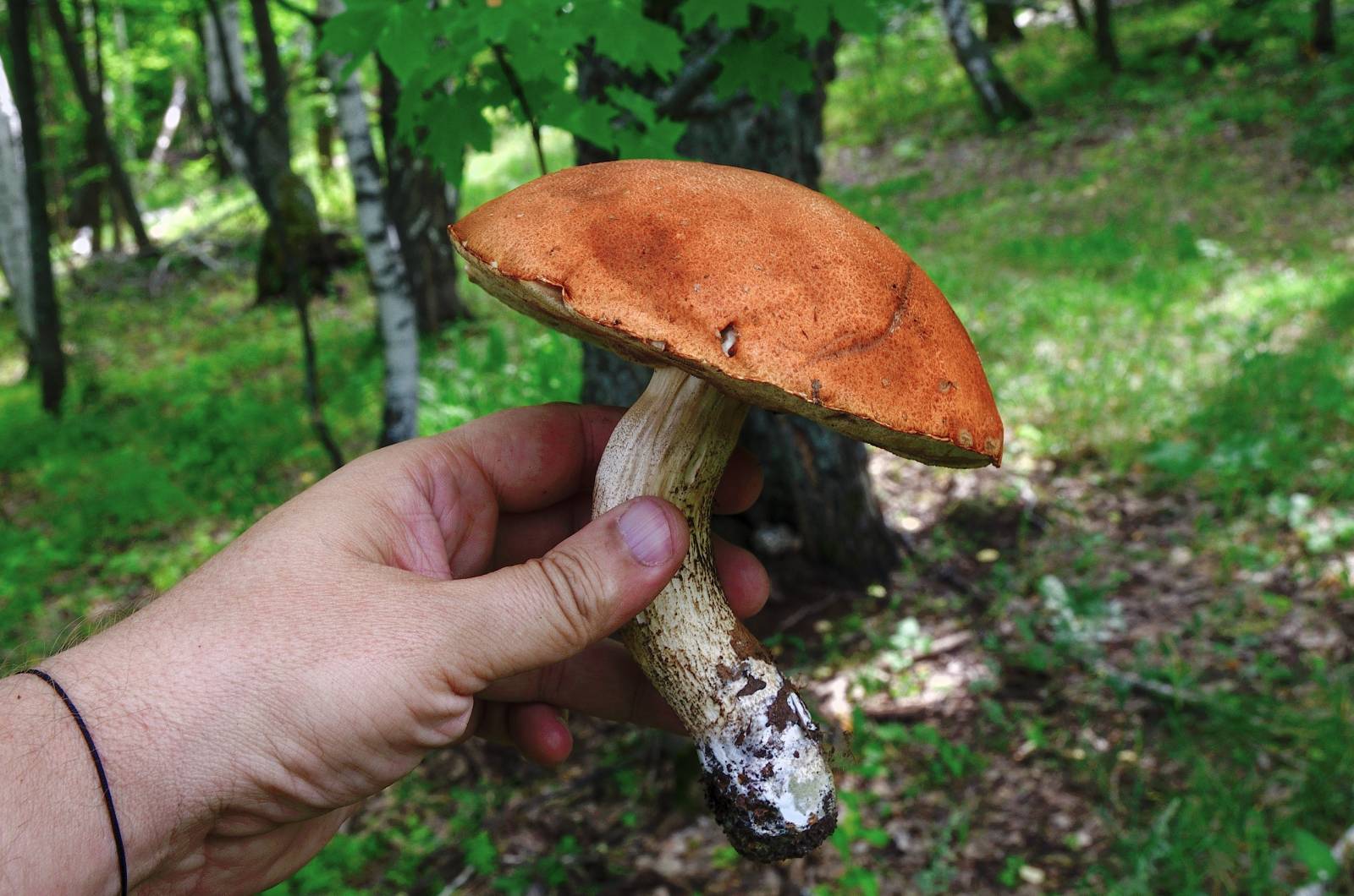 Tè fermentato a base di foglie di giardino e piante selvatiche (master class)