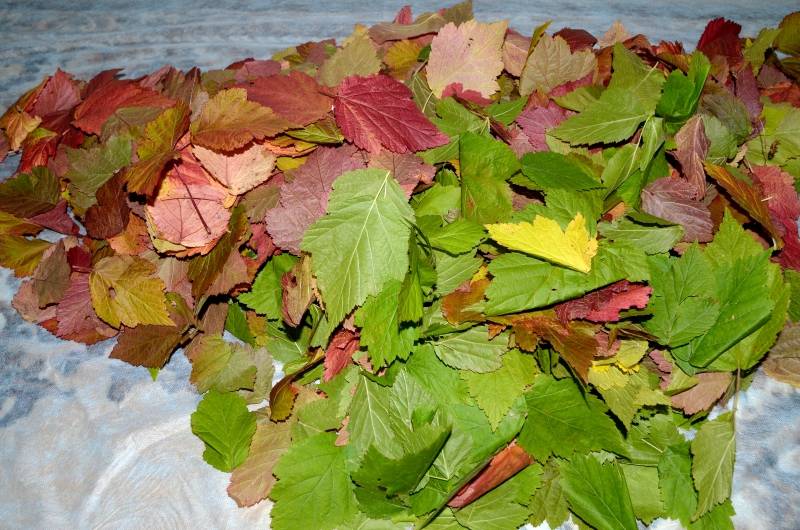 Gefermenteerde thee gemaakt van bladeren van tuin en wilde planten (masterclass)