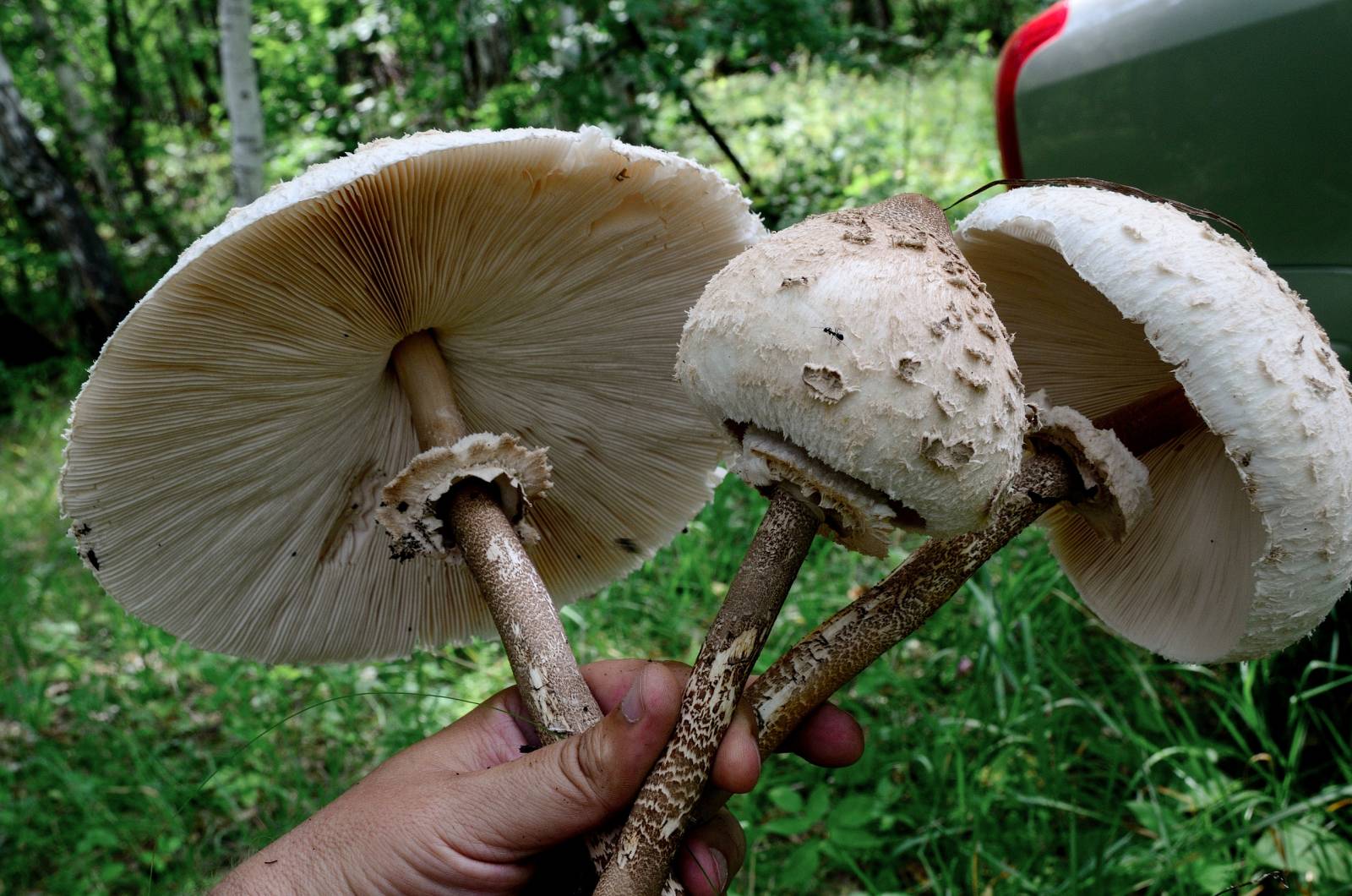 Tè fermentato a base di foglie di giardino e piante selvatiche (master class)