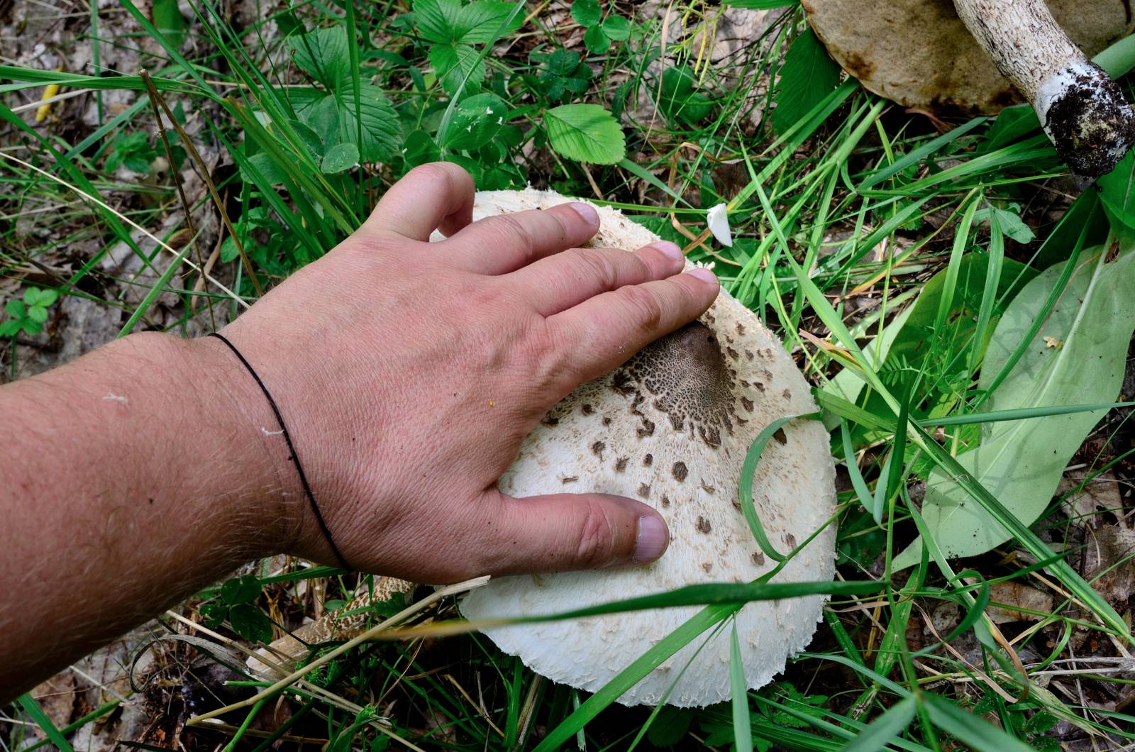 Fermentowana herbata z liści ogrodowych i dzikich roślin (klasa mistrzowska)