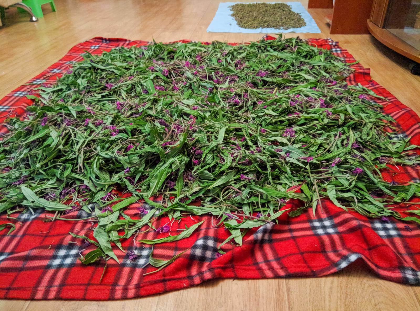 Fermented tea made from leaves of garden and wild plants (master class)