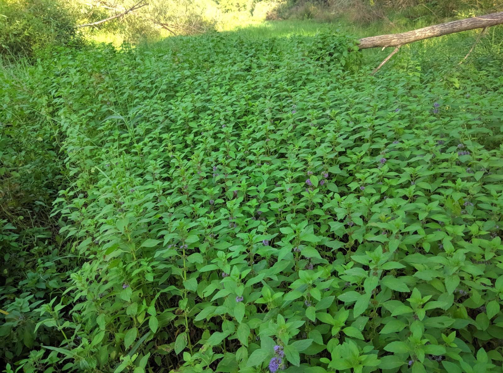 Fermented tea made from leaves of garden and wild plants (master class)