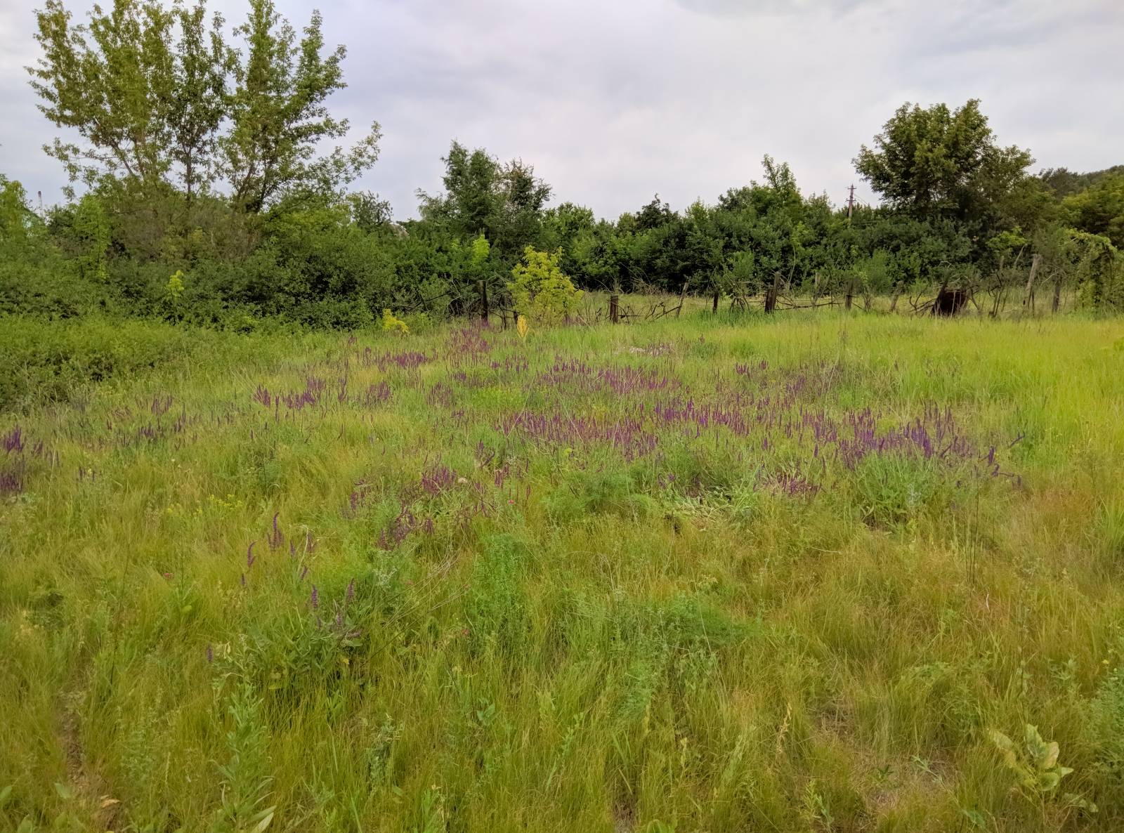 Gefermenteerde thee gemaakt van bladeren van tuin en wilde planten (masterclass)