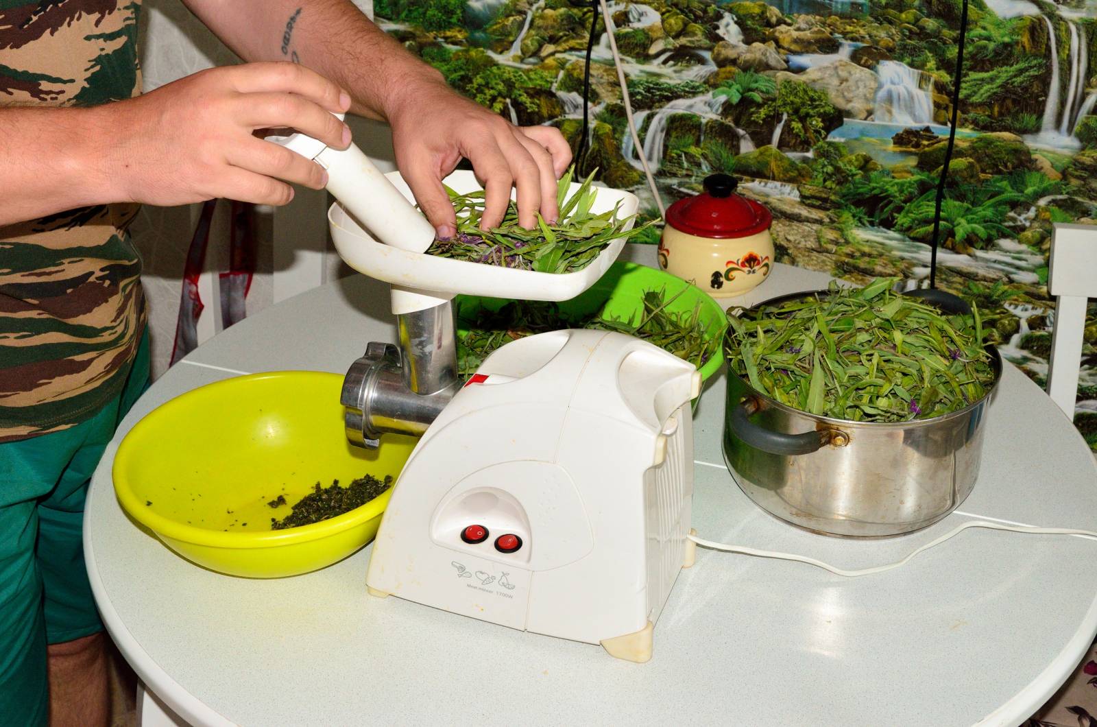 Ivan tea (fermentation of fireweed leaves) - master class