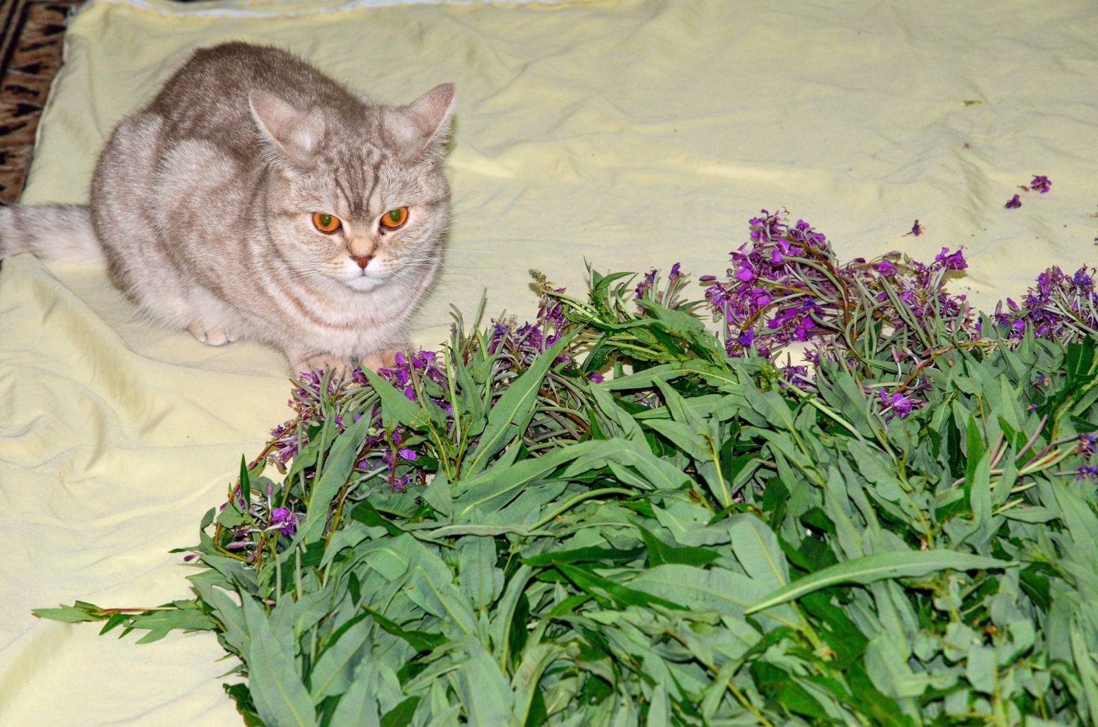 Ivan tea (fermentation of fireweed leaves) - master class