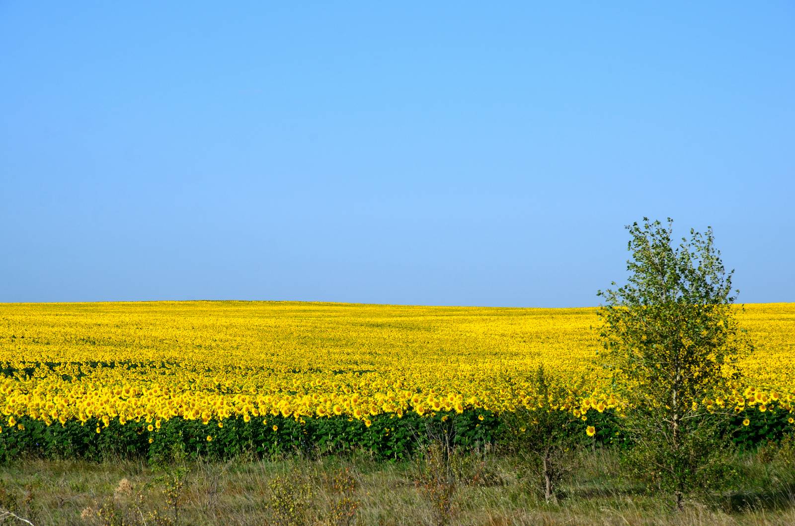 Eeuwige gist, aardappel-hop (zuurdesem zonder bloem). Bakrecepten.