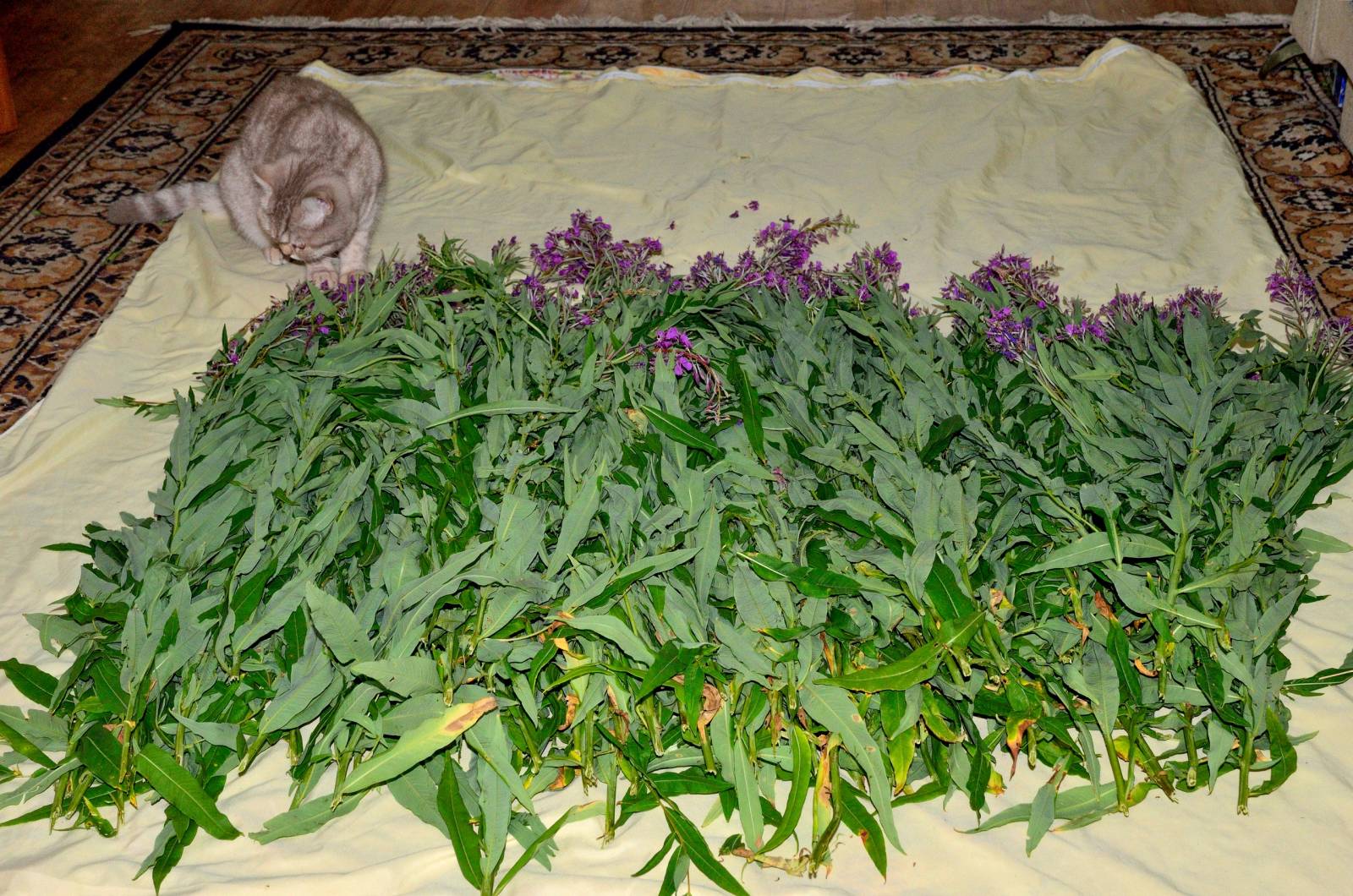 Ivan tea (fermentation of fireweed leaves) - master class