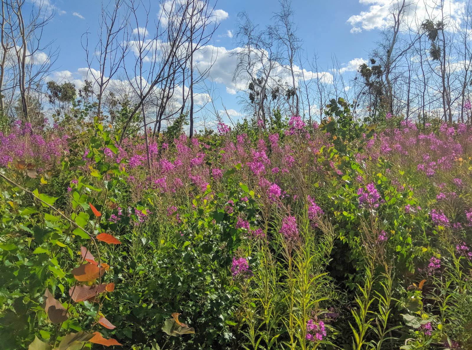 Té de Ivan (fermentación de hojas de fireweed) - clase magistral