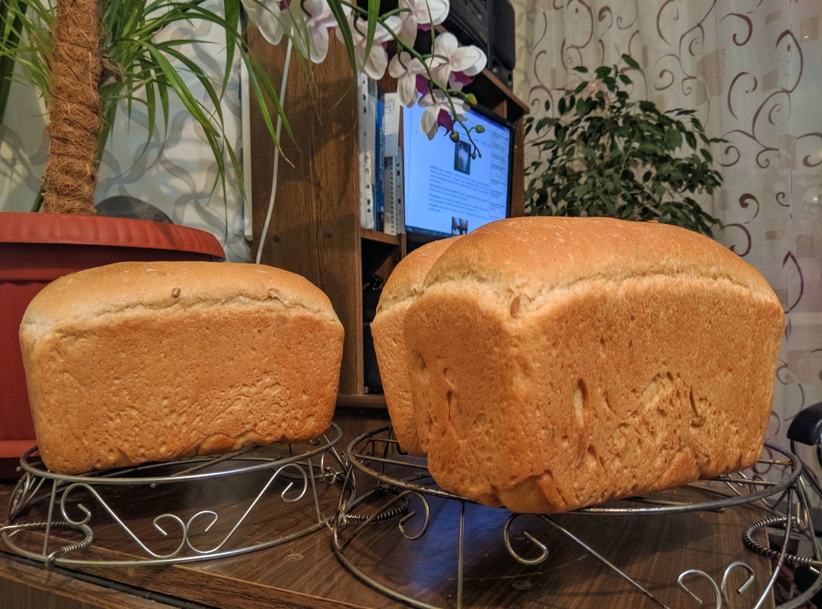 Levadura eterna, papa-lúpulo (Masa madre sin harina). Recetas de repostería.