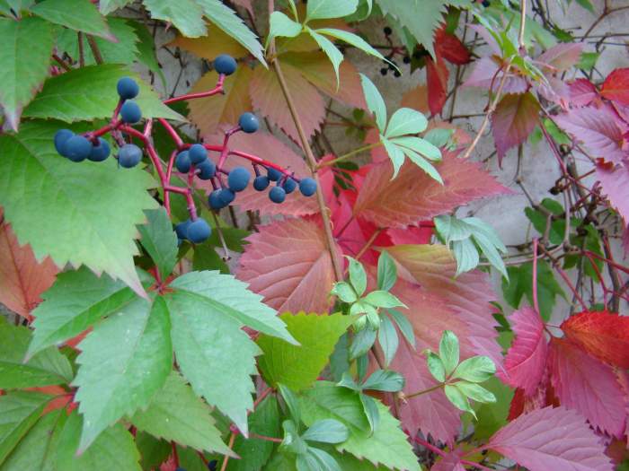 Gefermenteerde thee gemaakt van bladeren van tuin en wilde planten (masterclass)