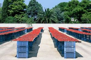 Sun-dried tomatoes in the oven in fragrant oil (cooking and canning)