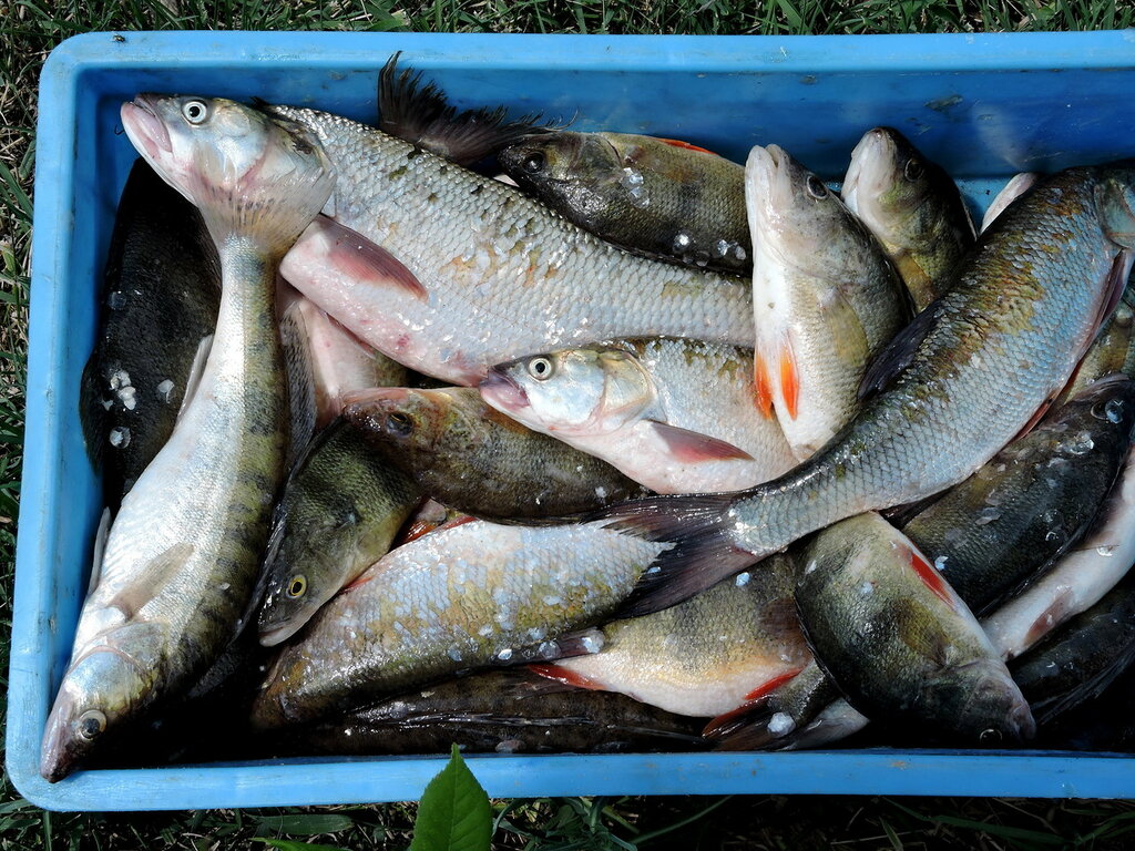 Asp baked with vegetables